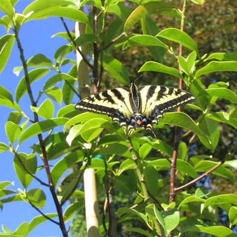 Butterfly in our garden